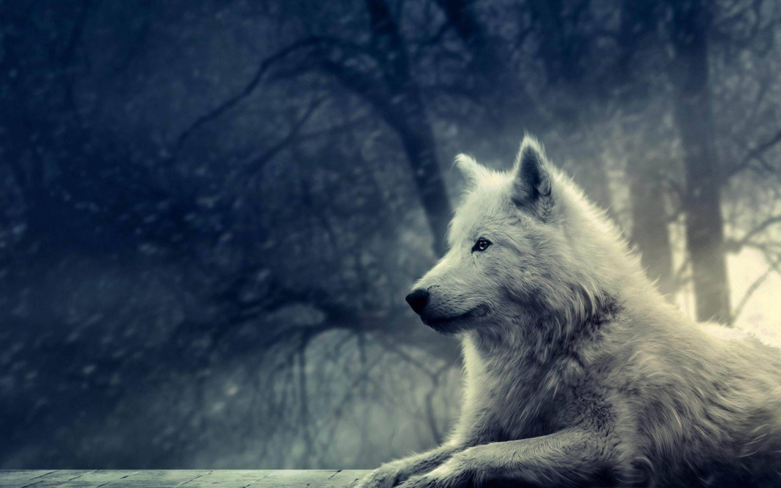 Anime Wolf White Aesthetic In Creepy Forest Wallpaper