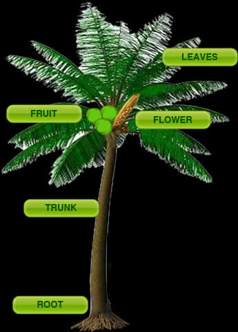 Annotated Coconut Tree Parts PNG