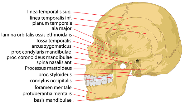 Annotated Human Skull Structure PNG