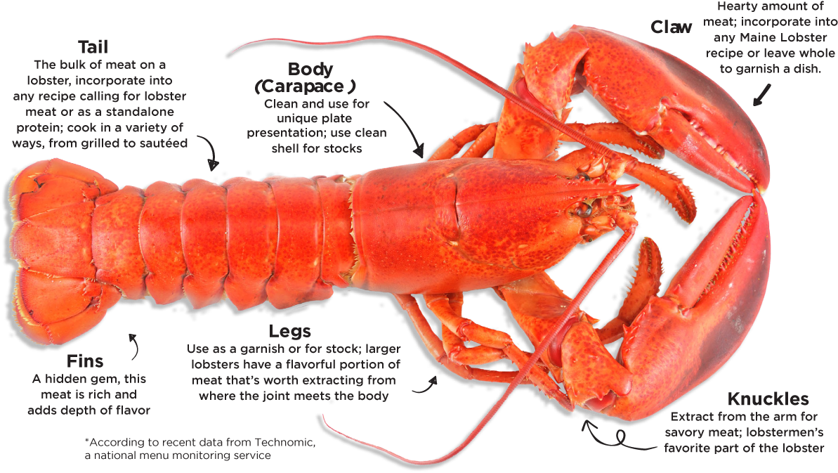 Annotated Lobster Diagram PNG
