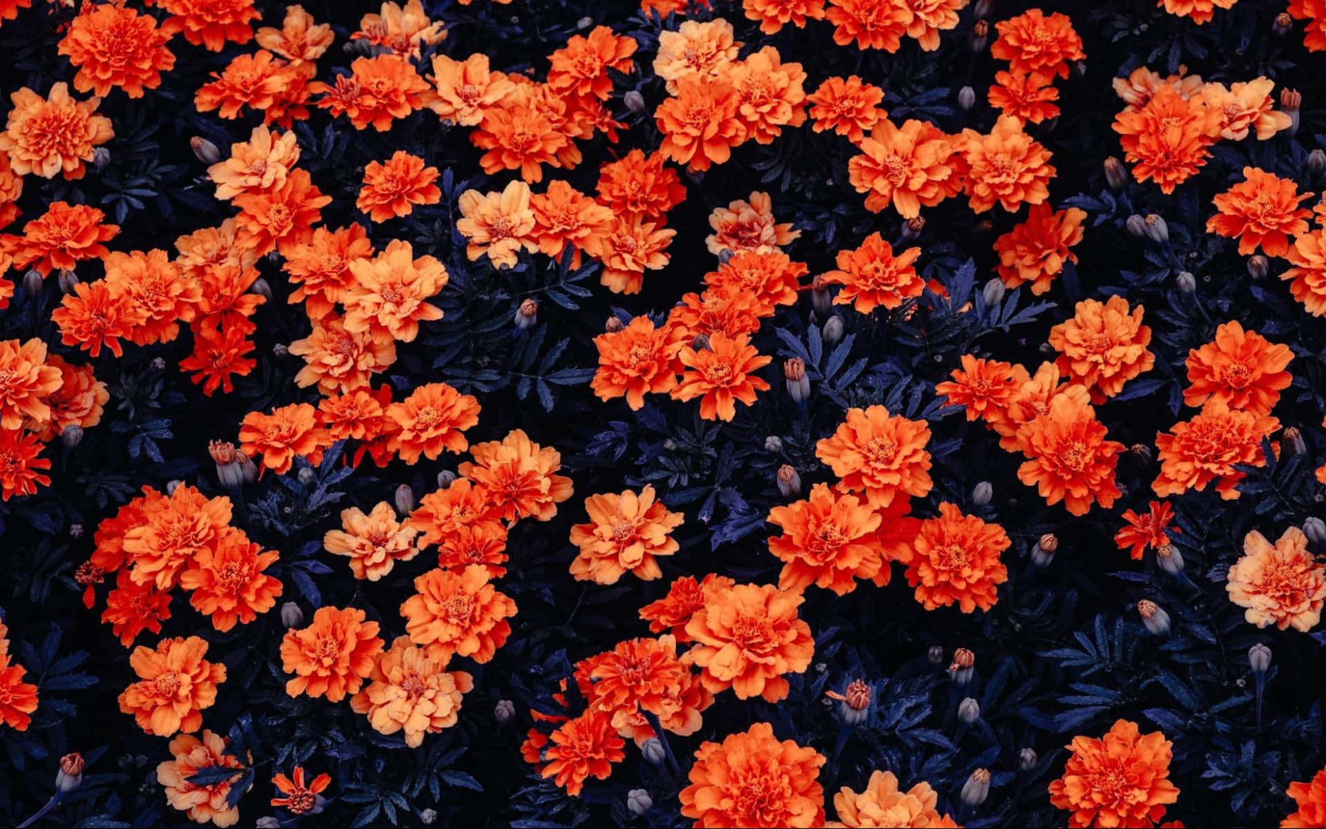 Annual Bloom Orange Flowers Wallpaper