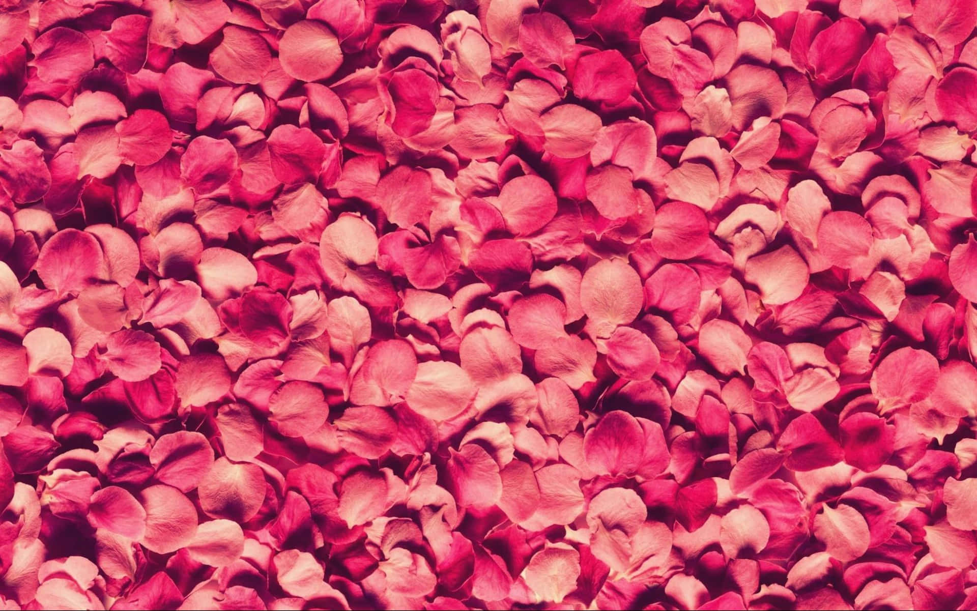 Annual Collection Rose Petal Wallpaper