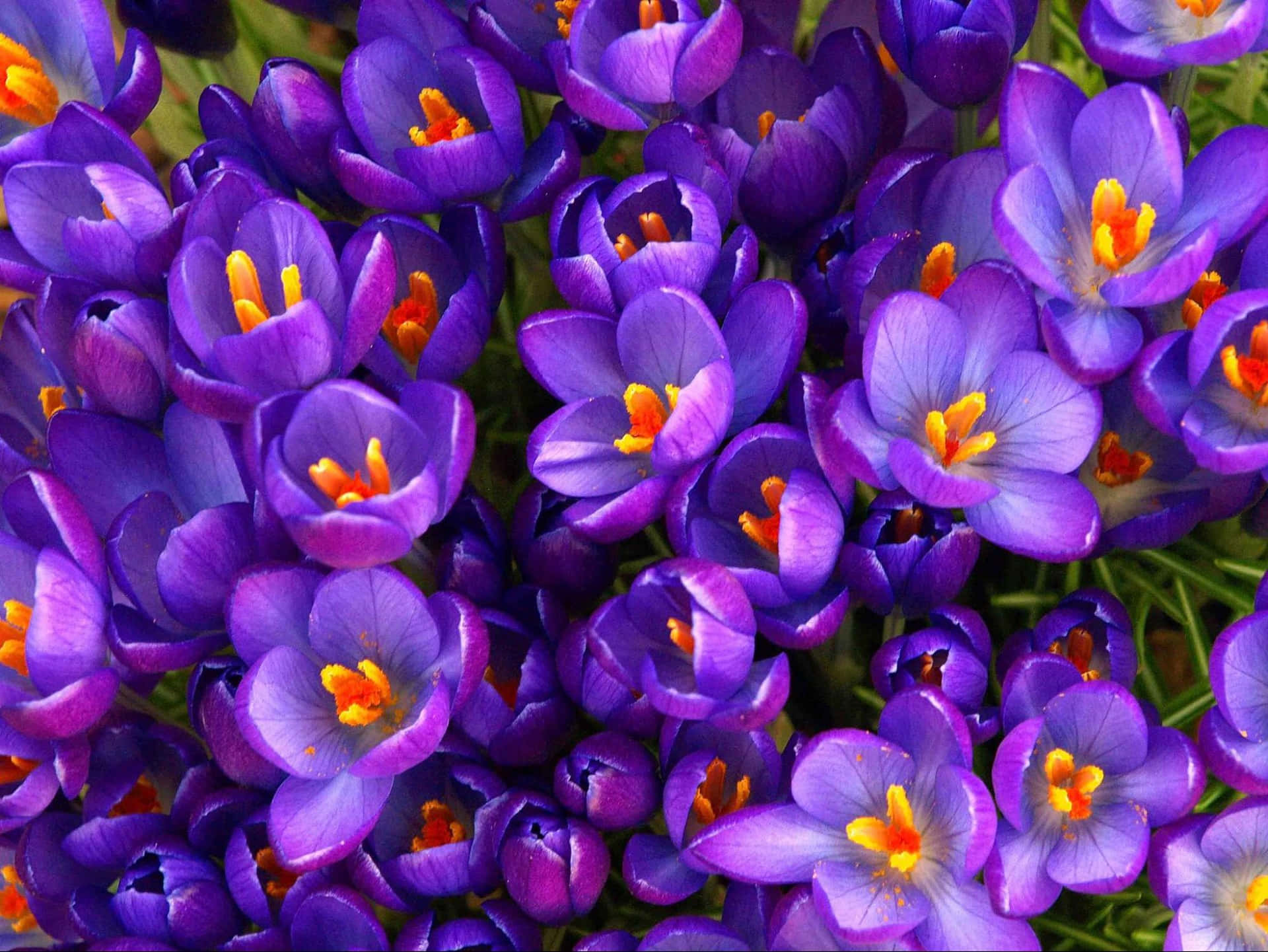 Annual Purple Flower Wallpaper