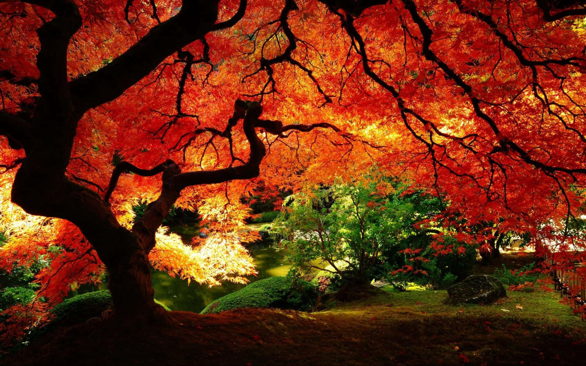 Annual Red Leaf Tree Blossom Wallpaper