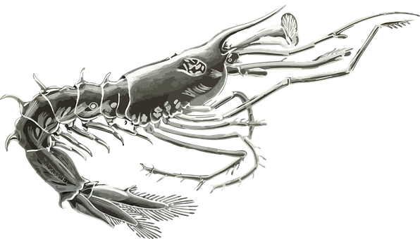 Anomalocaris Cambrian Predator PNG