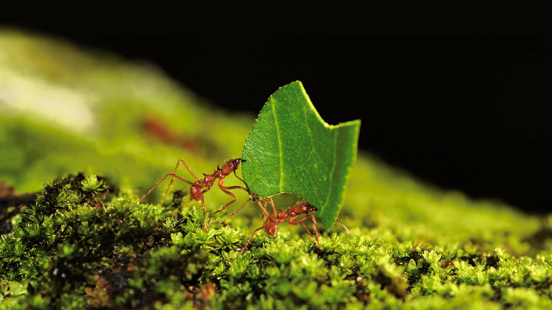 Ant Carrying Leaf Wallpaper