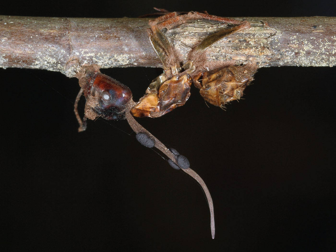 Ant Crawling Wallpaper