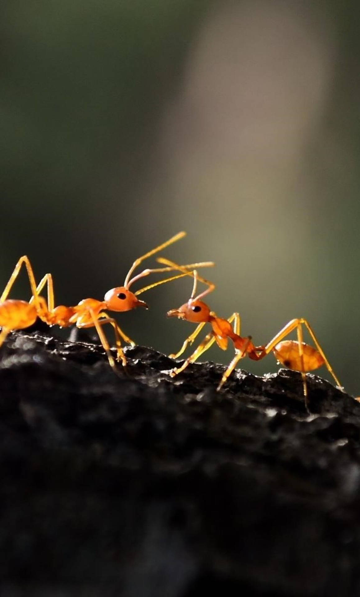 Ant Fighting Wallpaper
