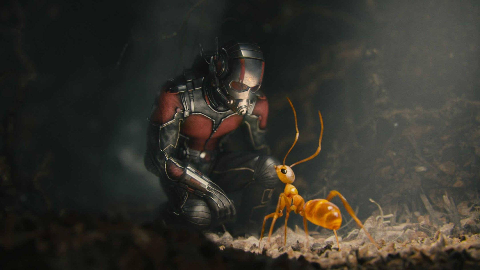 Ant Man With Ant Wallpaper