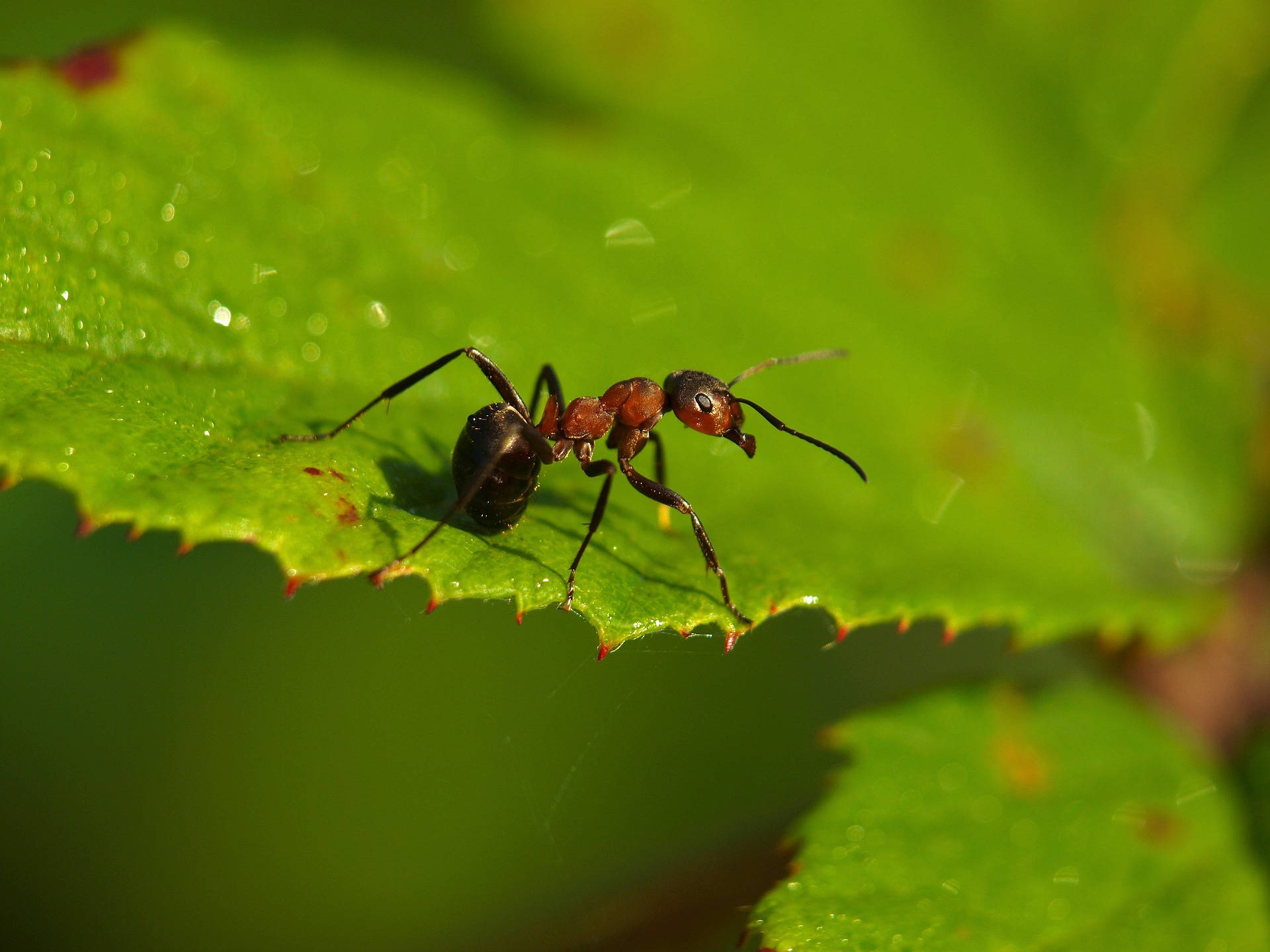 Ant On Leaf Wallpaper