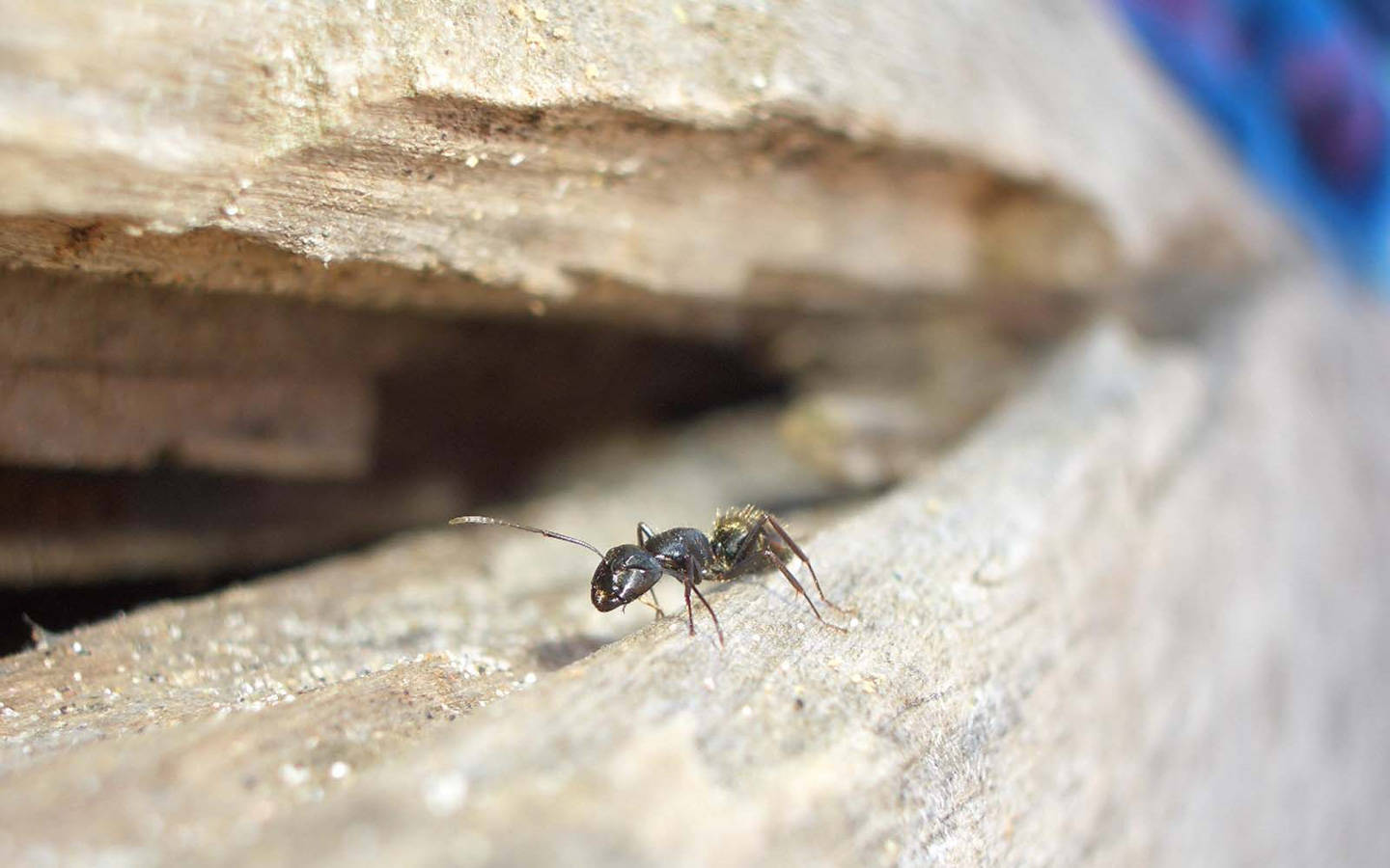 Ant On Wood Wallpaper