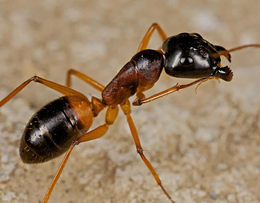 Bildnahaufnahme Einer Einzelnen Ameise
