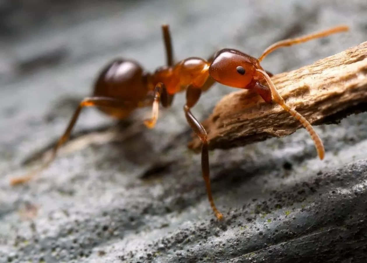 An Ant Ready To Conquer The World