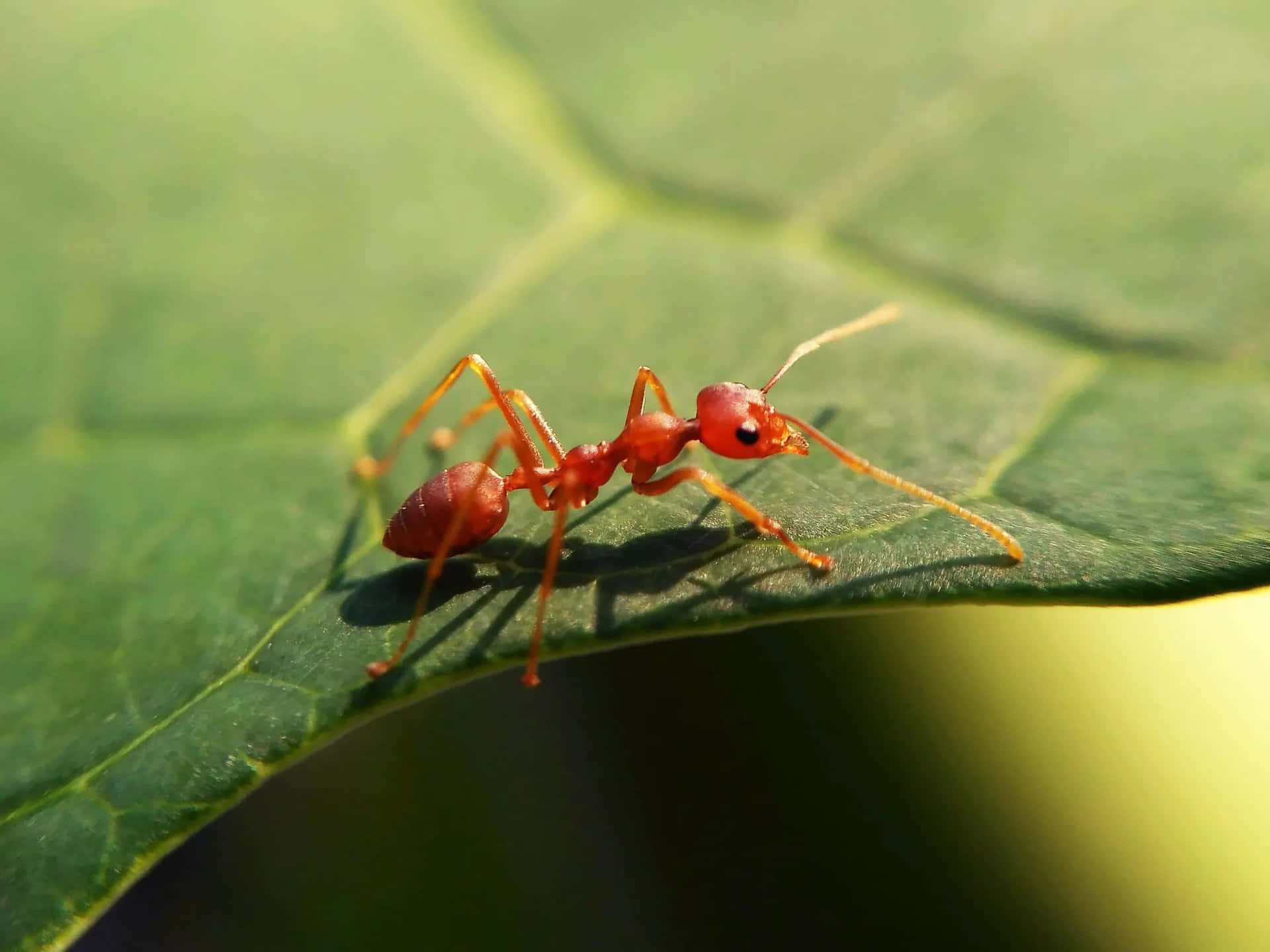 An Ant Balancing On A Leaf