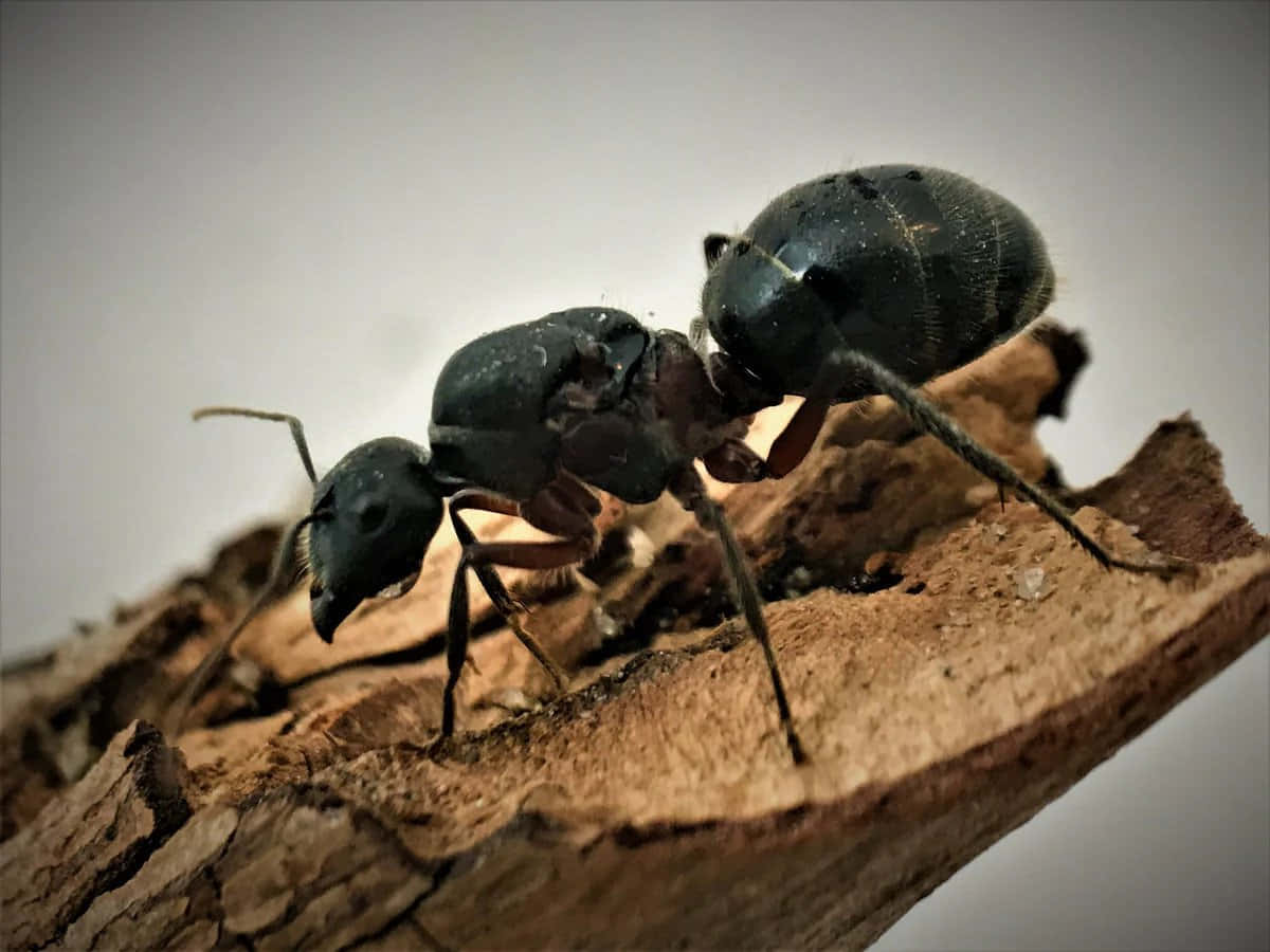 Tiny Ant Taking a Break