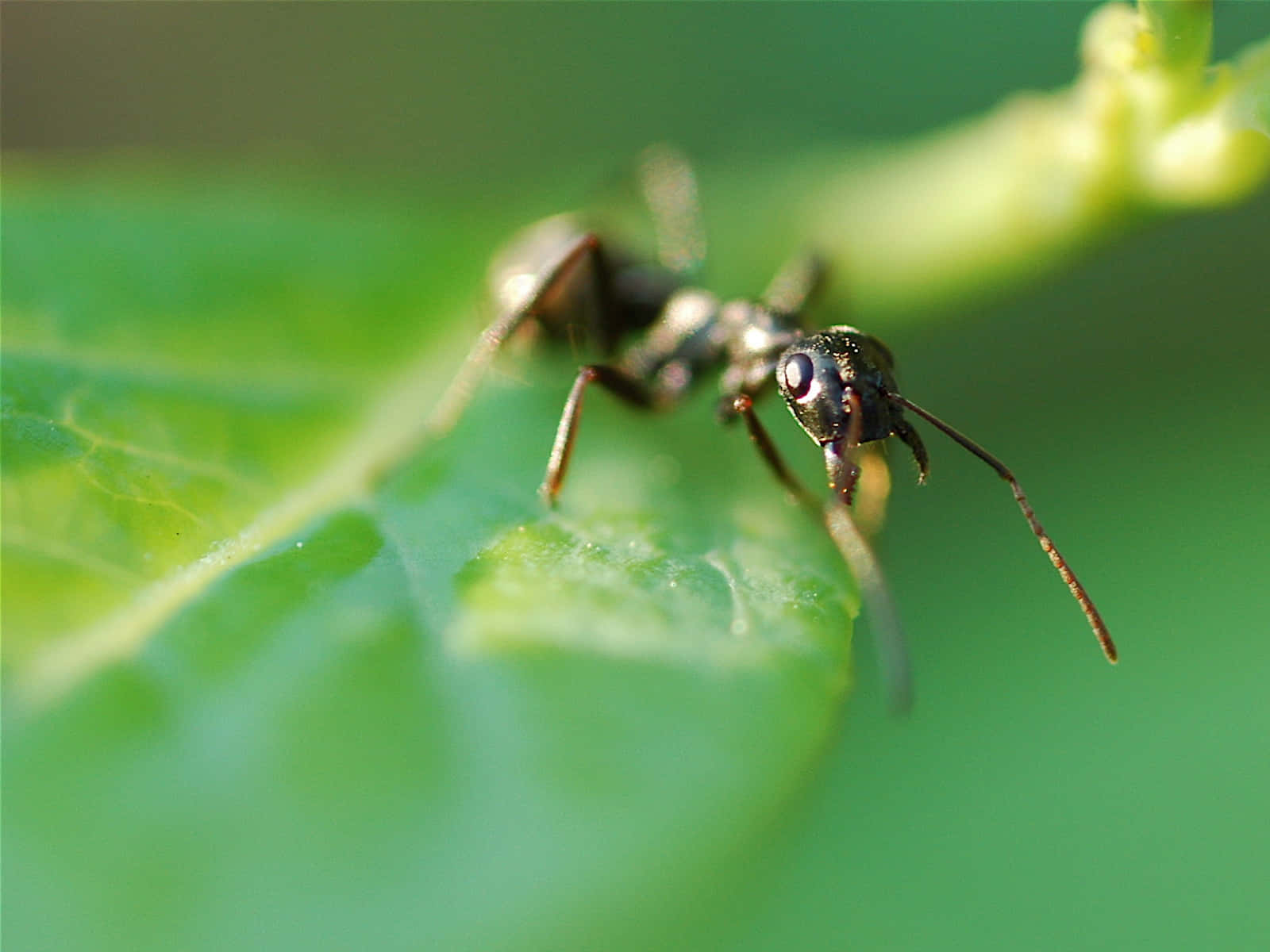 Solitary Ant Rests On A Leaf