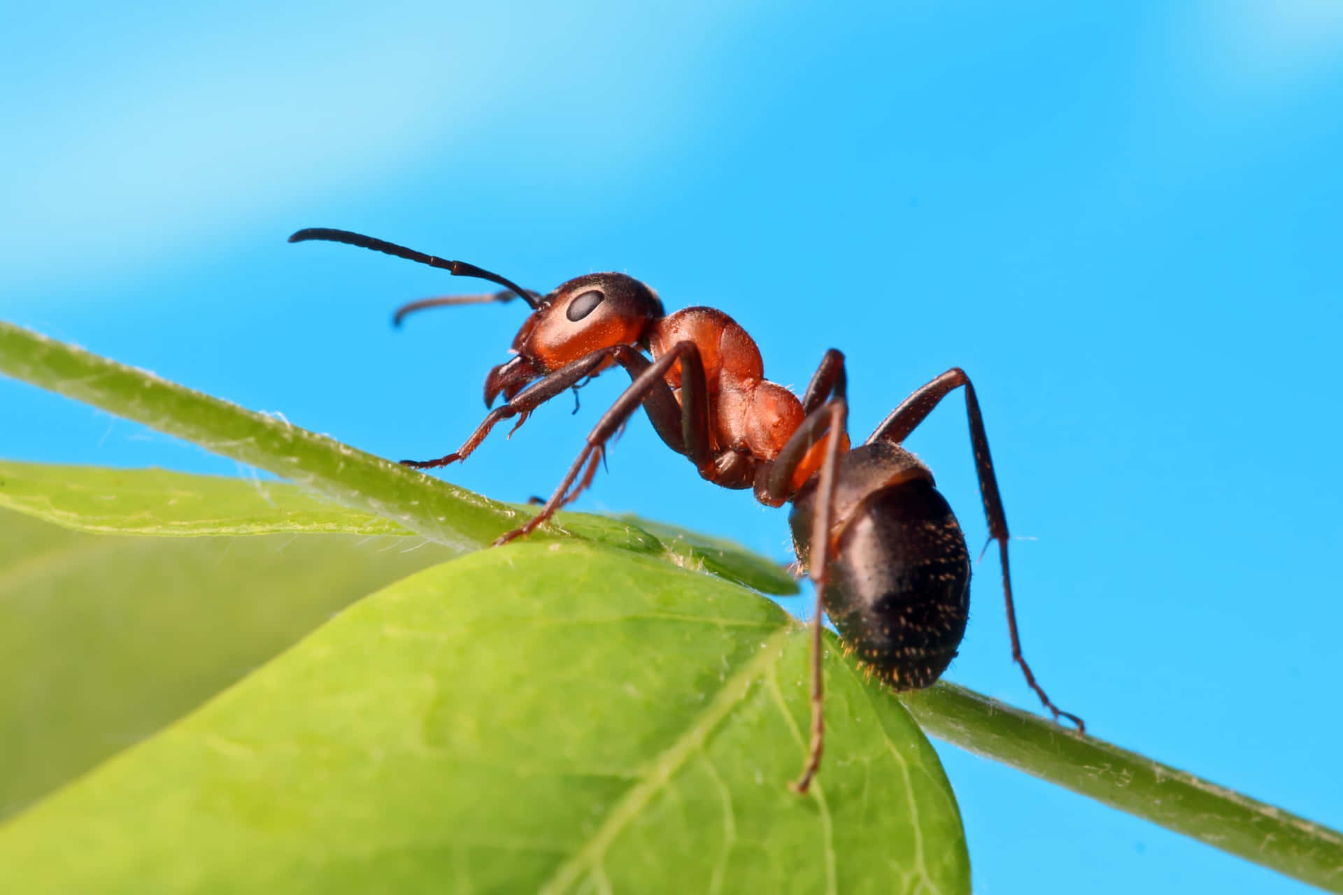 A worker ant works hard to carry food back home.