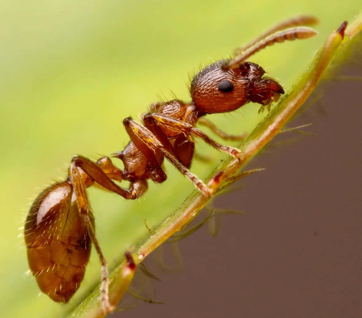 Einekleine Ameise Sitzt Auf Einem Blatt.