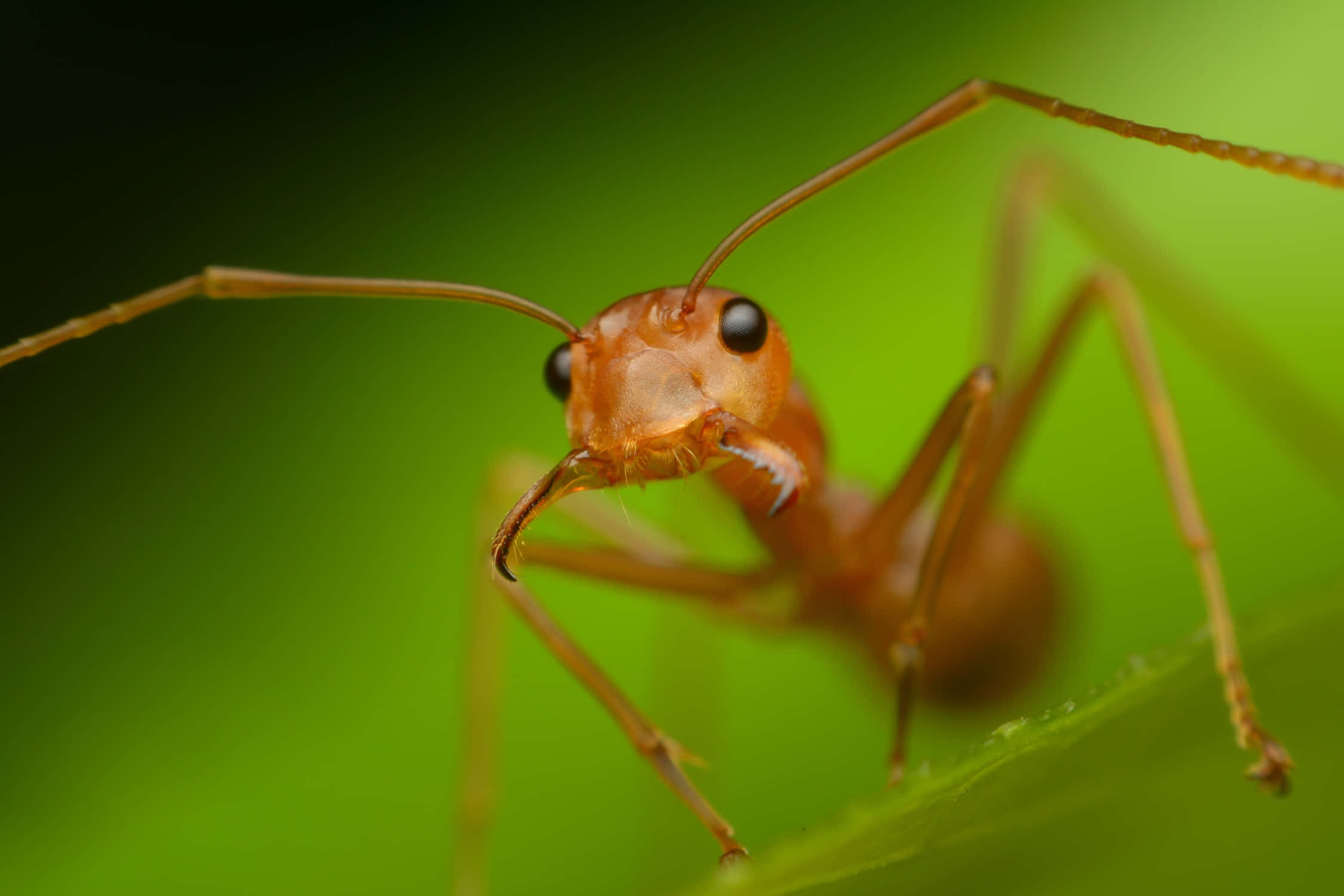 Myrorarbetar Hårt För Att Samla Mat