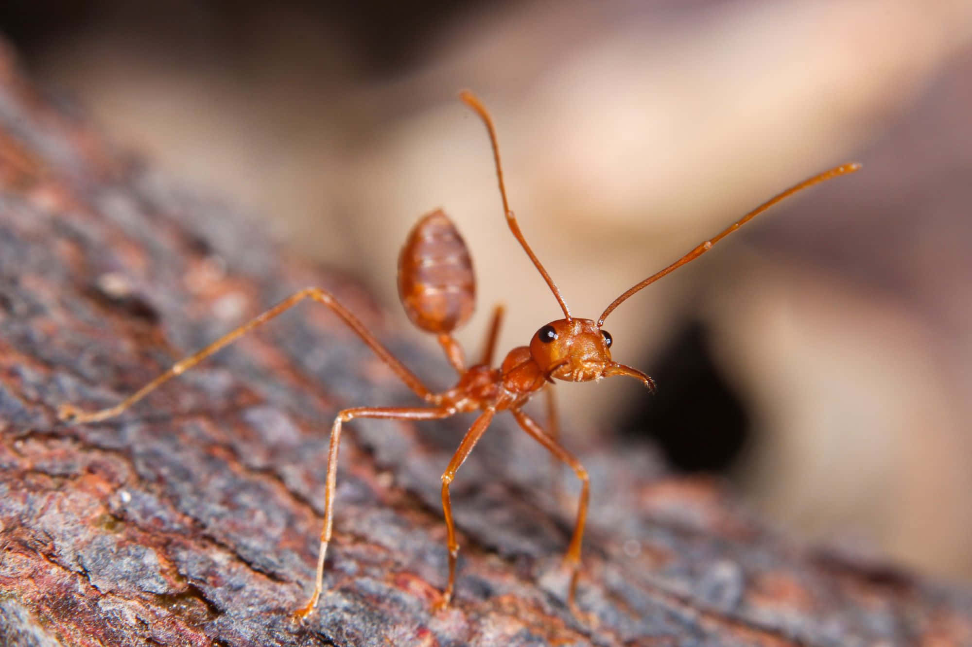 A peculiar ant going about its day