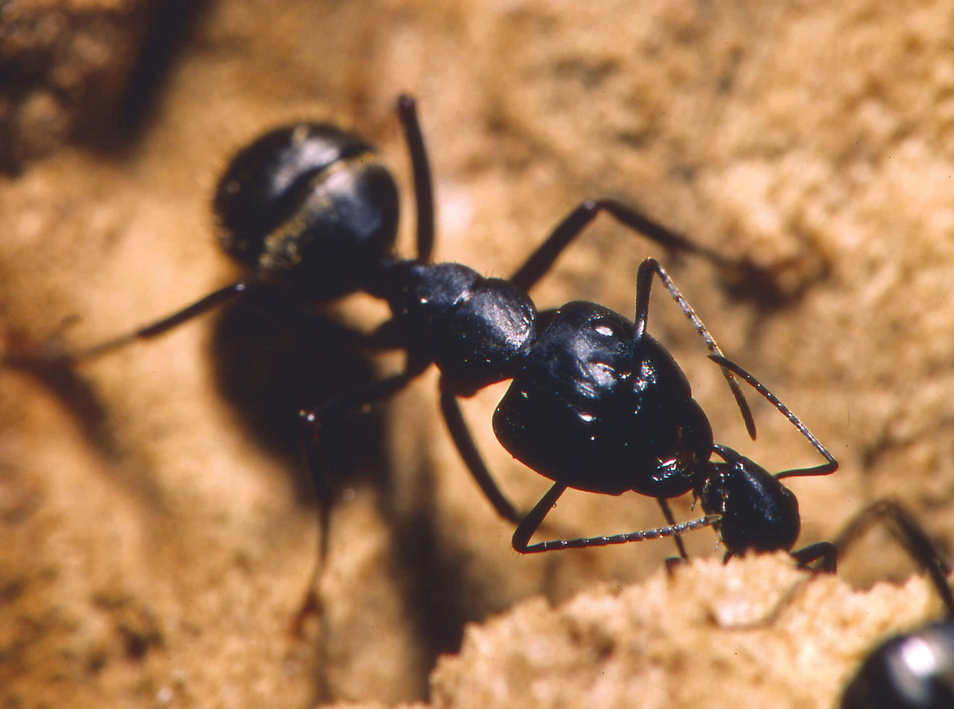 Courage and strength in the tiny bodies of an ant