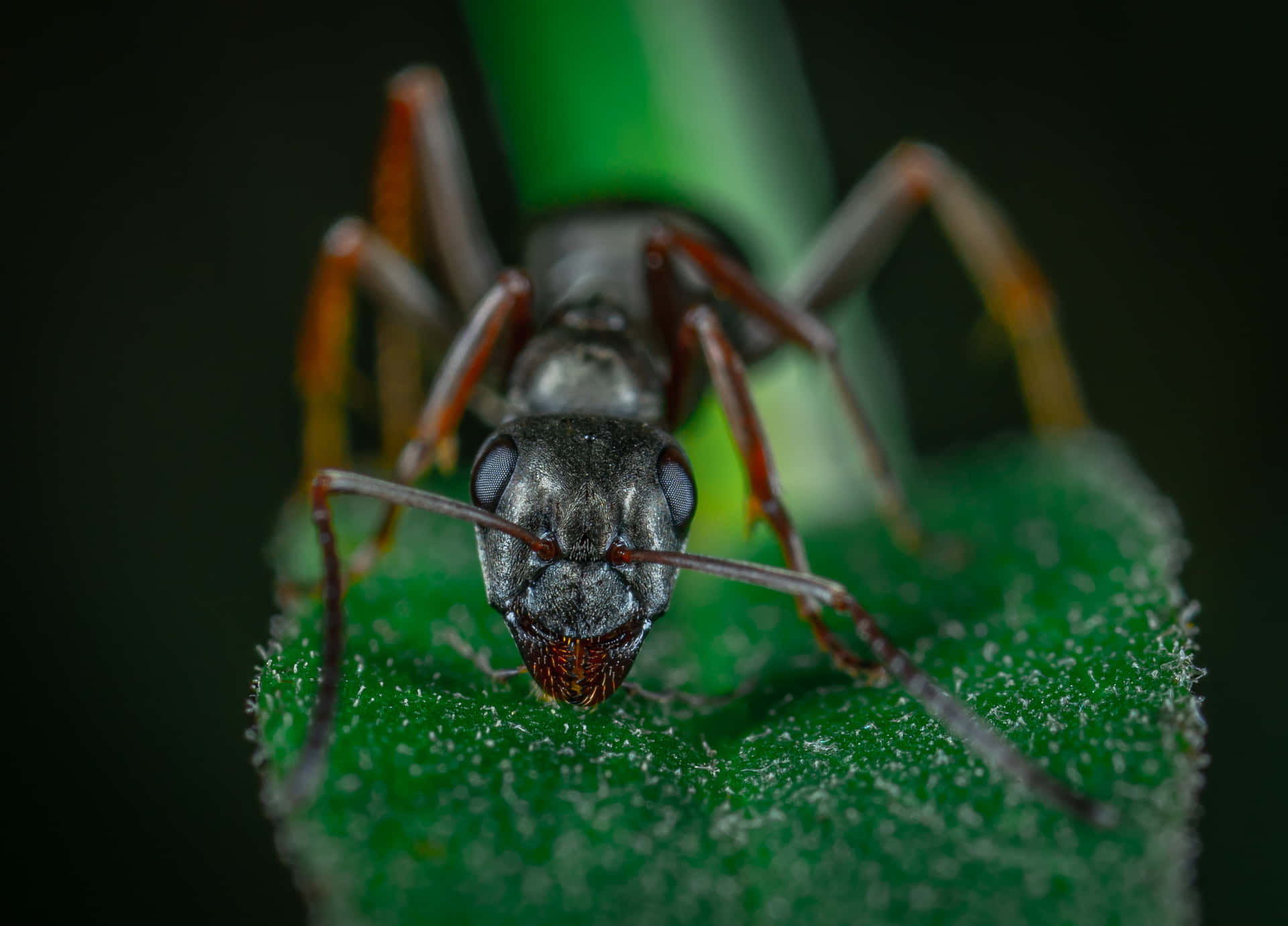 An Ant Sitting on a Leaf