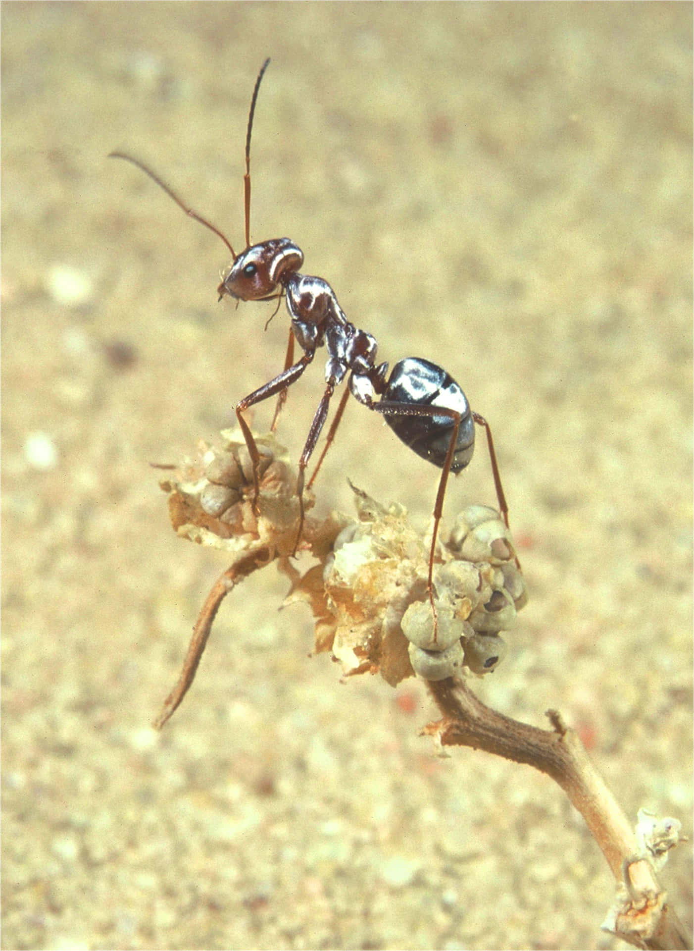 Einekleine Ameise Steht Auf Einer Pflanze.