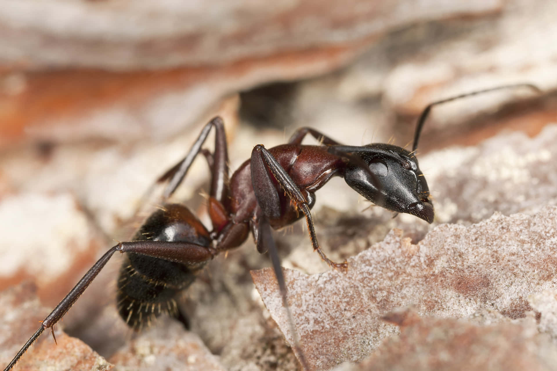 An Ant Working Hard