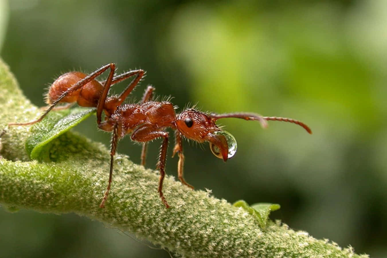 Leafcutter Ants on the Move