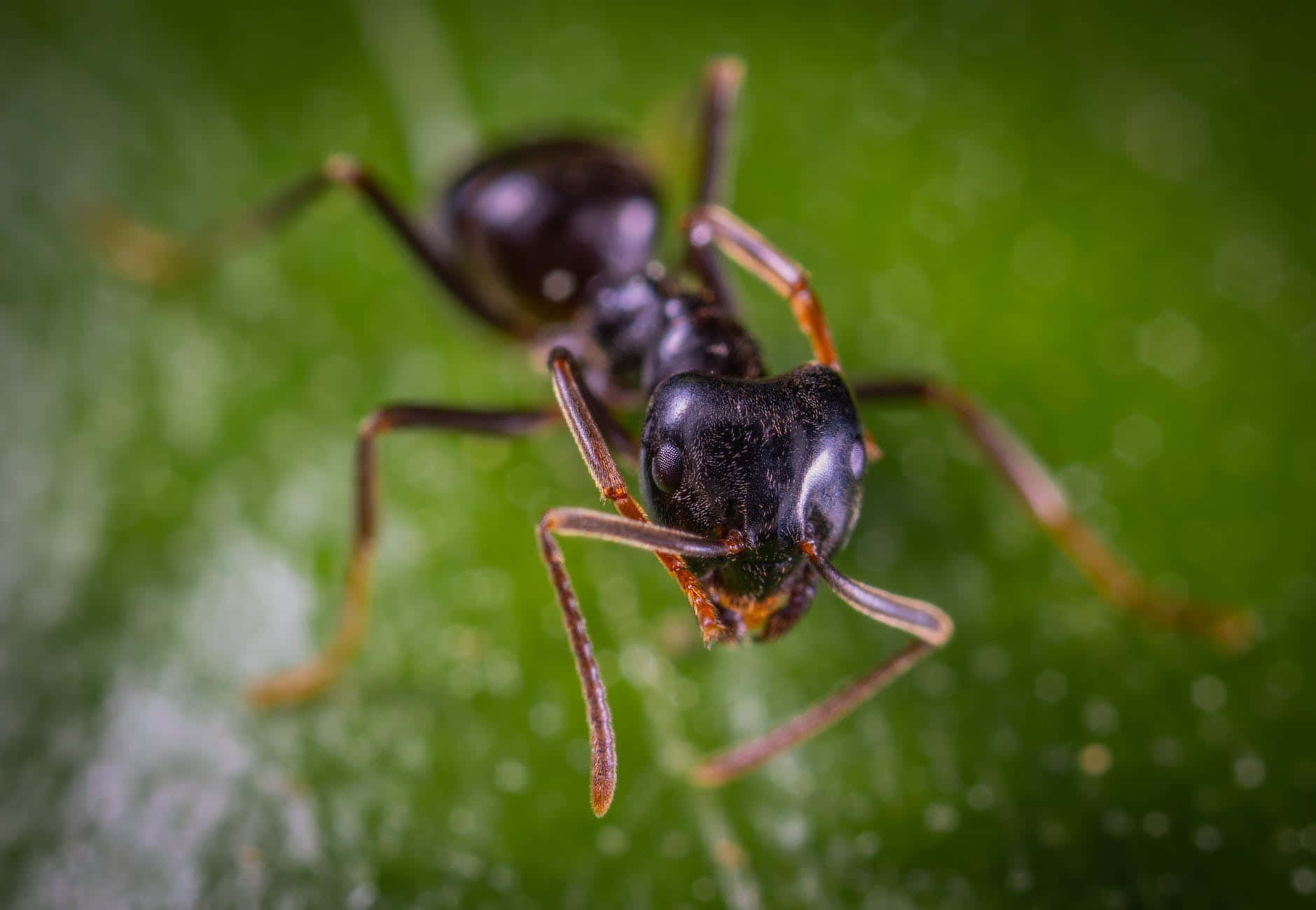 A tiny ant exploring the world
