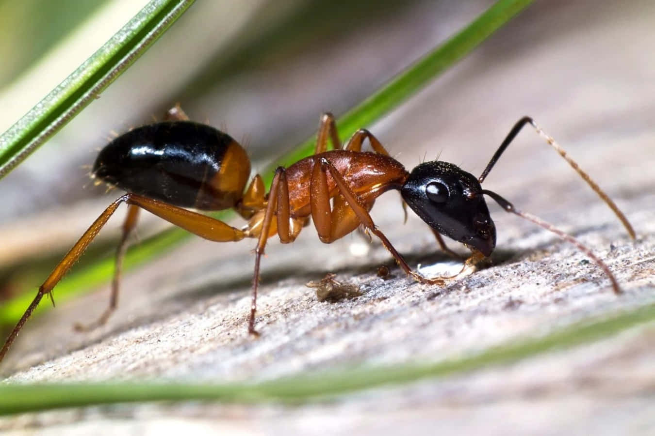 A close up view of an ant crawling on a branch