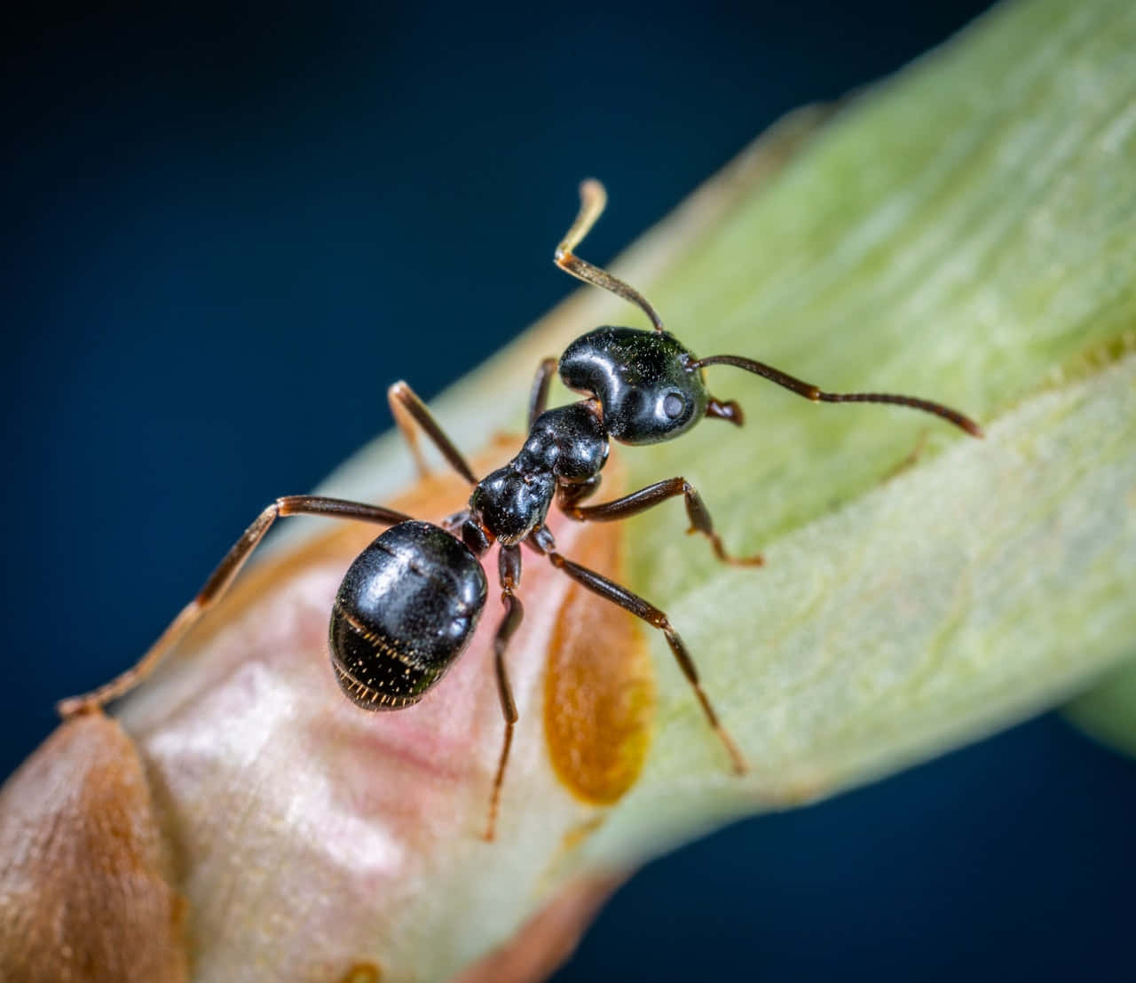 An Ant Exploring Its Surroundings