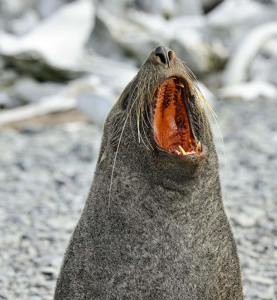 Antarctic Crabeater Seal Yawning Wallpaper