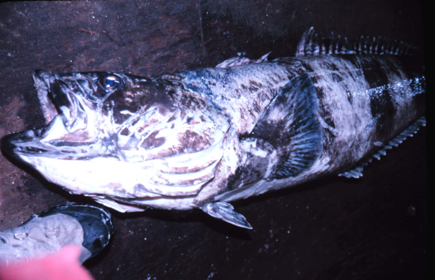 Antarctic Icefish Closeup Wallpaper