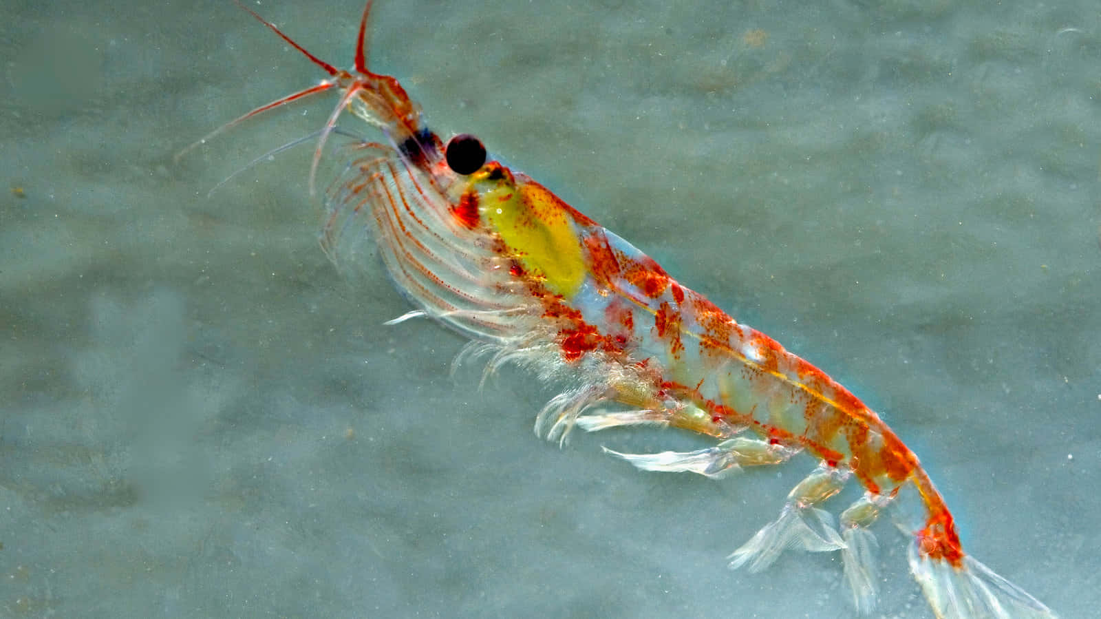 Gros Plan Sur Le Krill Antarctique Fond d'écran