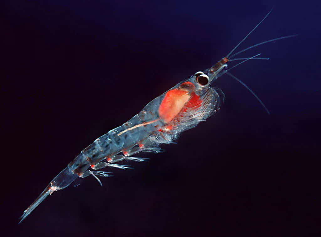 Antarctic Krill Closeup Wallpaper