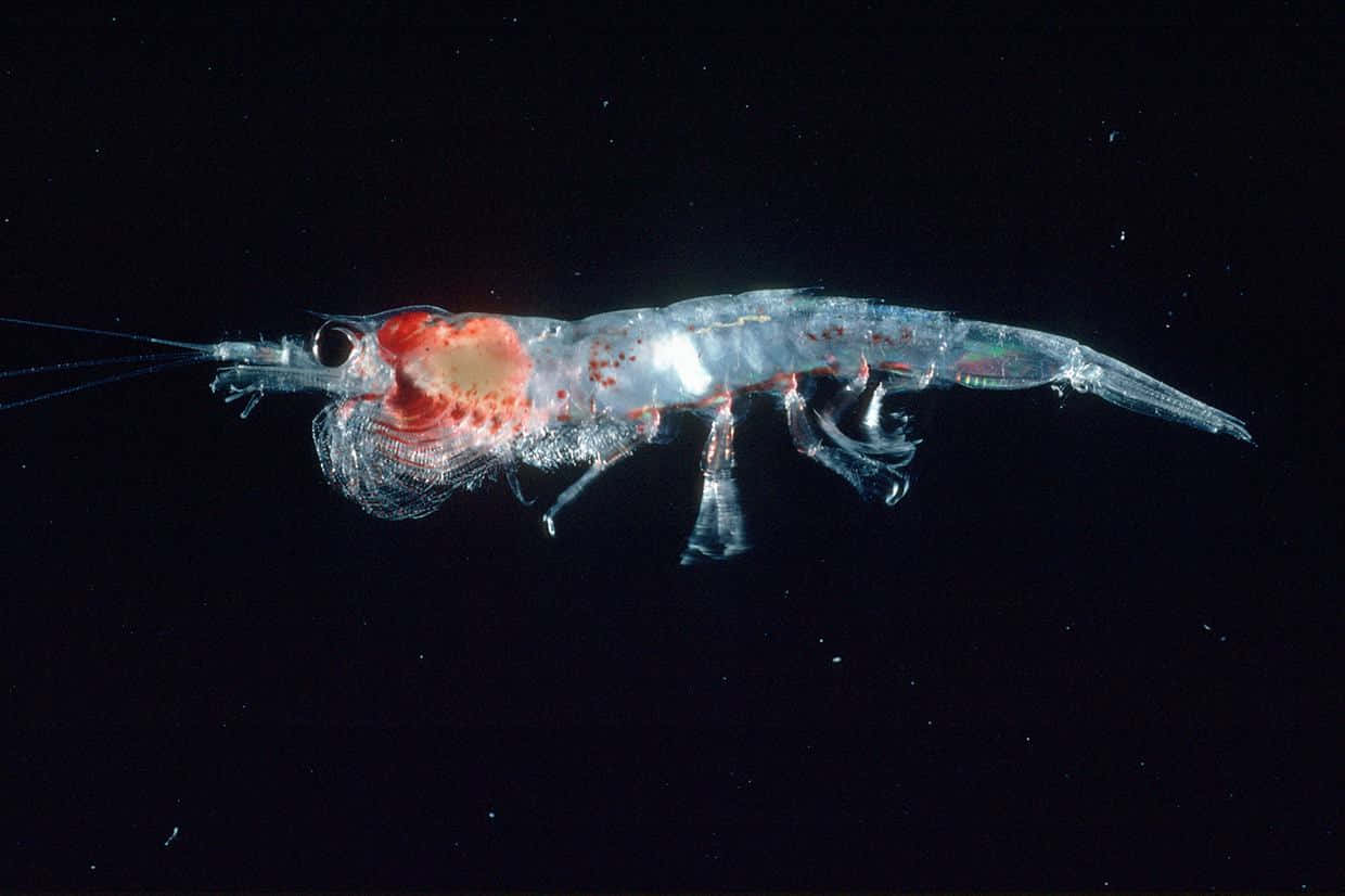 Antarctic Krill Closeup Wallpaper