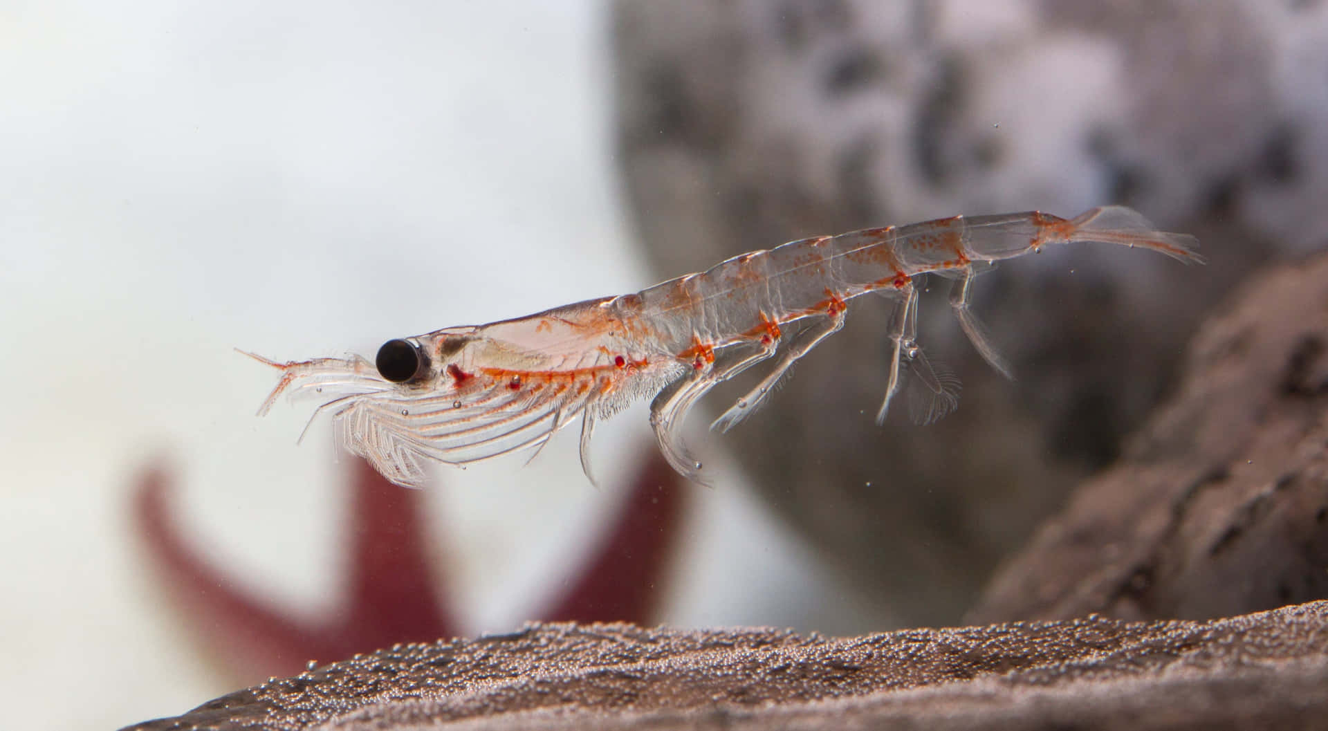 Antarctic Krill Closeup Wallpaper