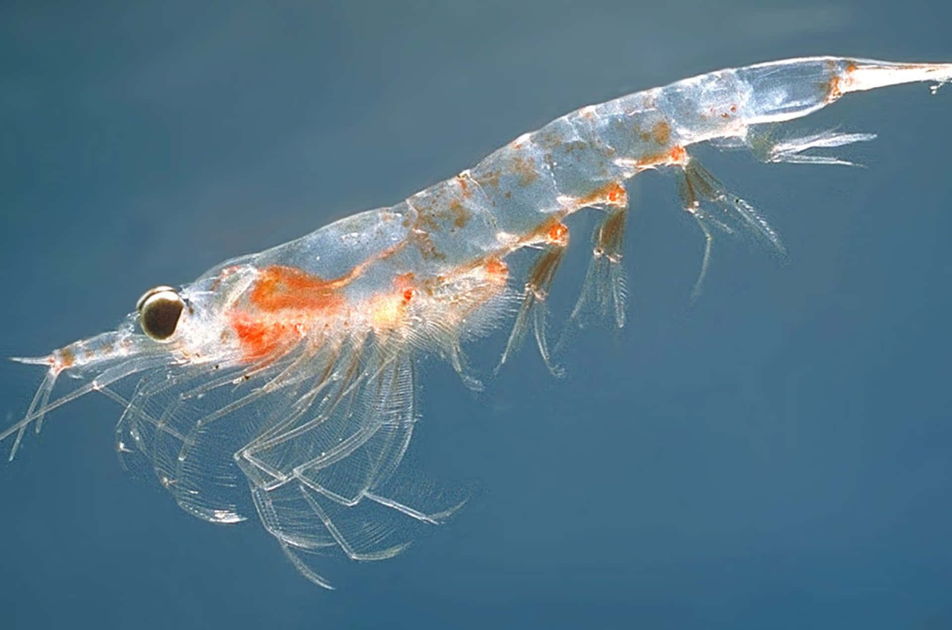 Krill Antarctique En Gros Plan Fond d'écran