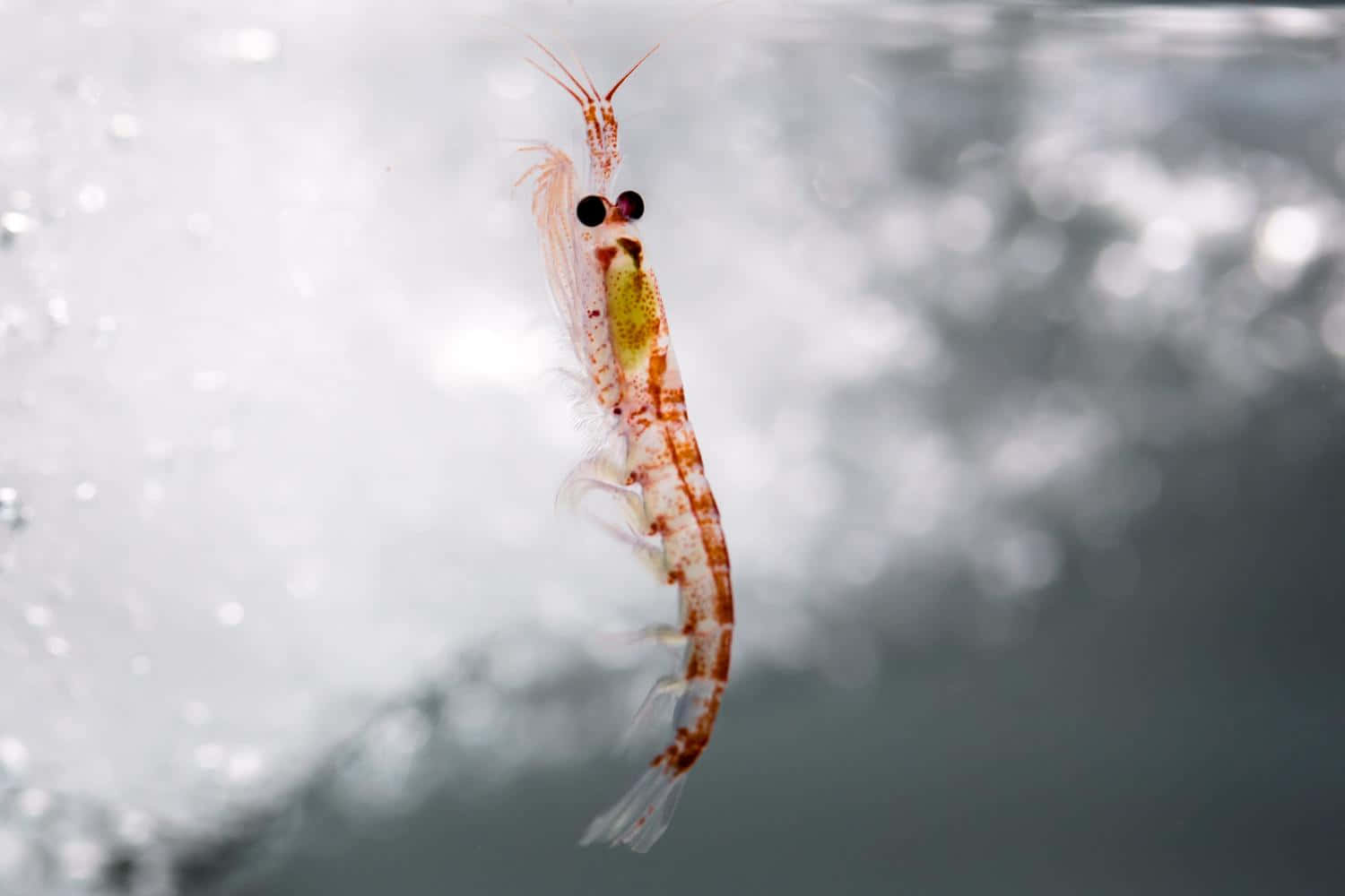 Krill Antarctique En Gros Plan Fond d'écran