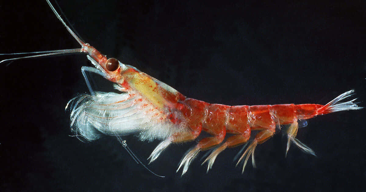 Antarktisk Krill Euphausia Superba Bakgrunnsbildet