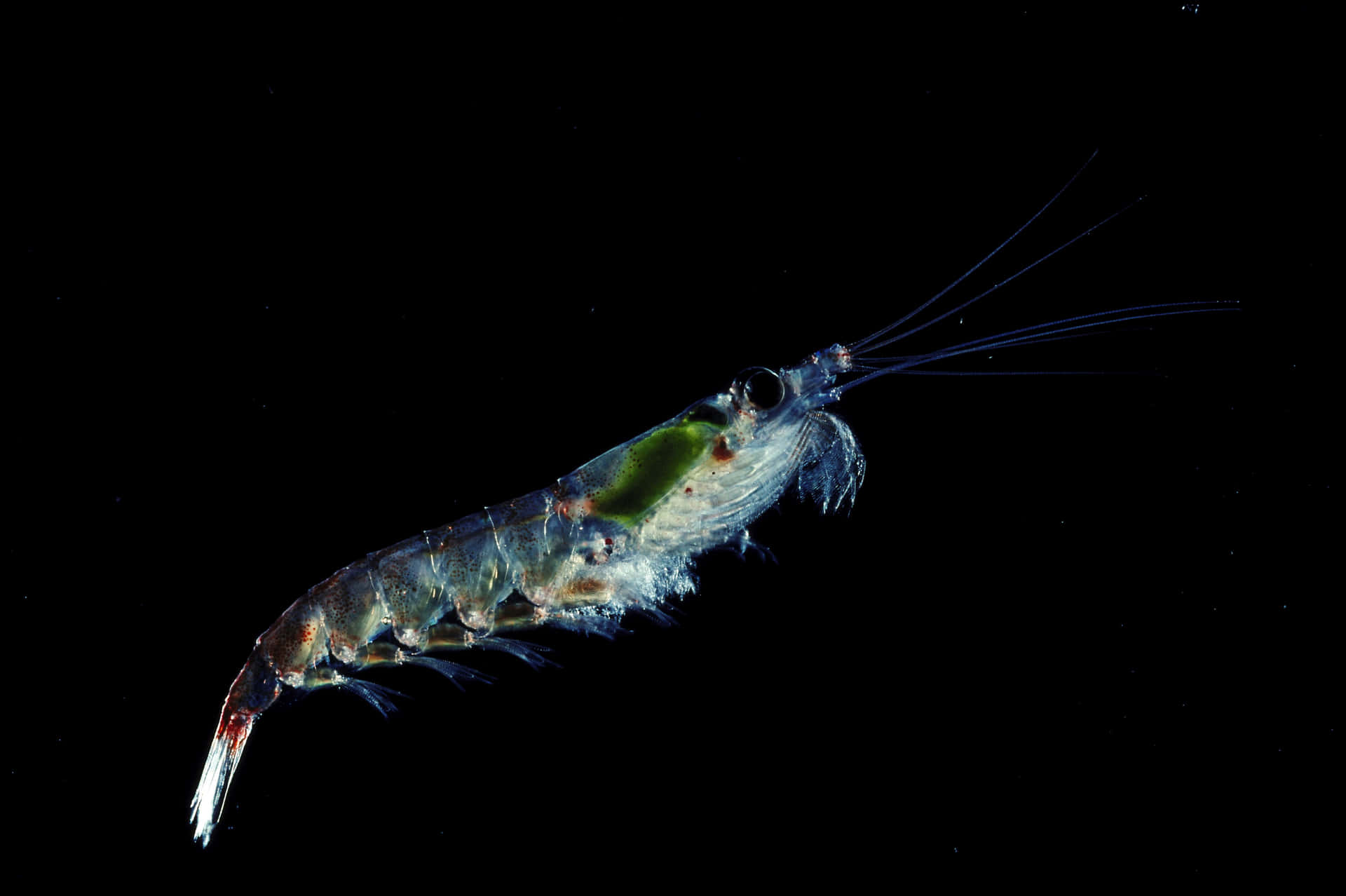 Krill Antarctique Nageur Solo Fond d'écran