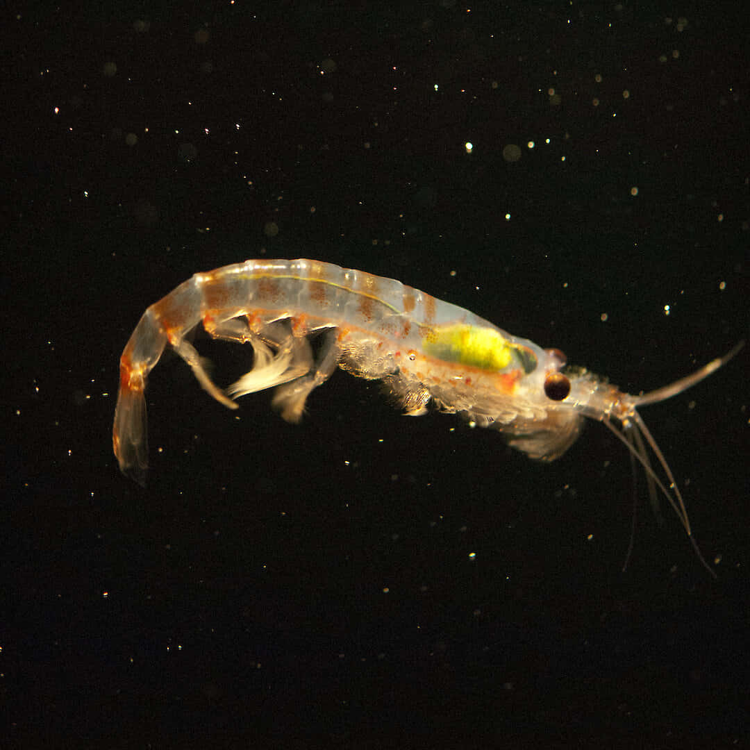Antarctic Krill Swarm Undersea Wallpaper