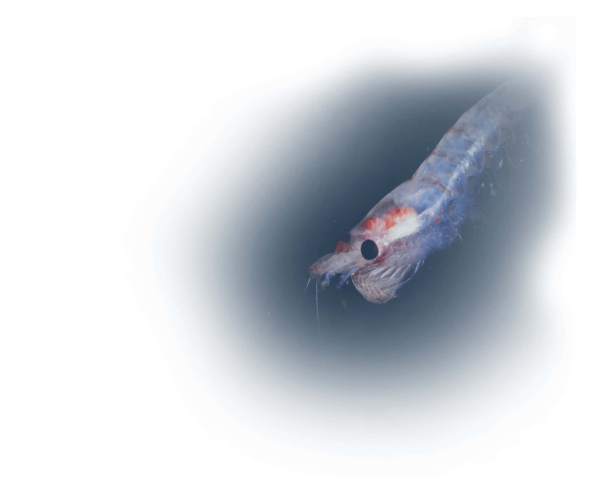 Antarctic Krill Swimming Wallpaper