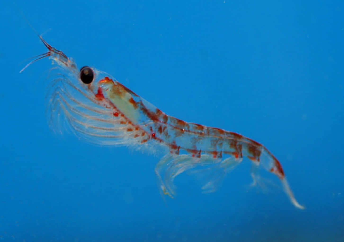 Krill Antarctique Nageant Dans L'eau Bleue Fond d'écran