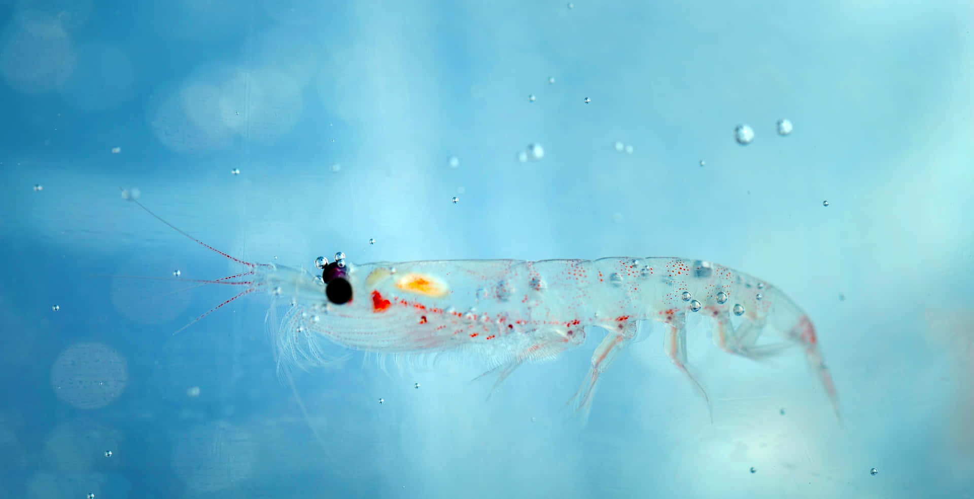 Krill Antarctique Nageant Sous L'eau Fond d'écran