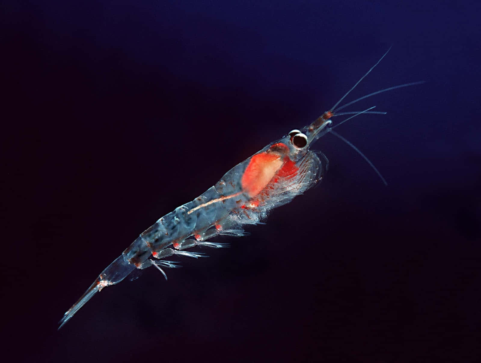 Antarktisk Krill Svømmer Under Vann Bakgrunnsbildet