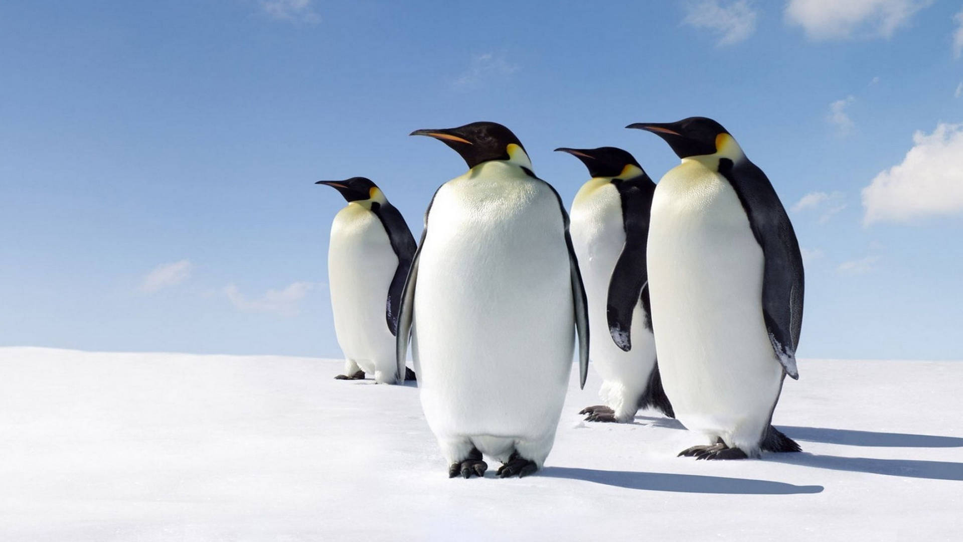 Antarctic Penguins Full Screen Desktop Wallpaper