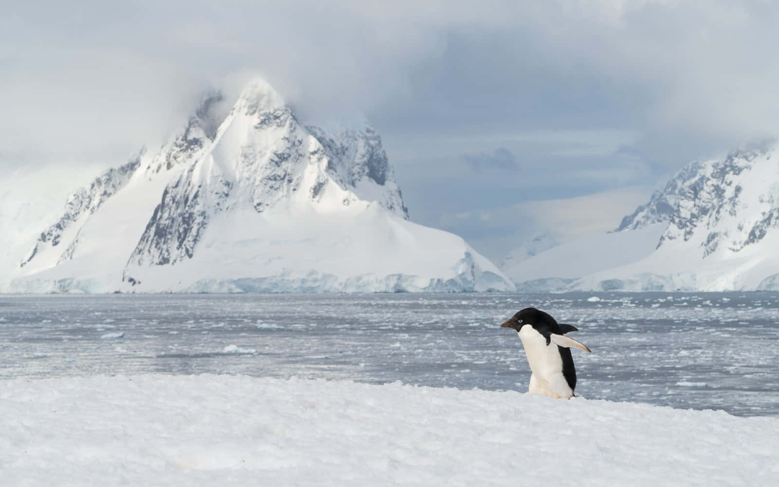 Explore Antarctica and Discover its Wonders