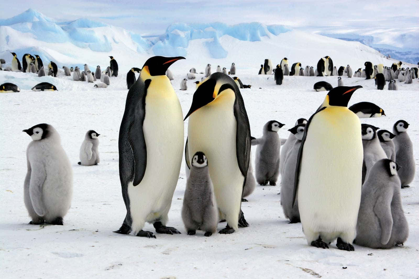 Udforskden Sjældne Og Snoede Skønhed Af Antarktis.
